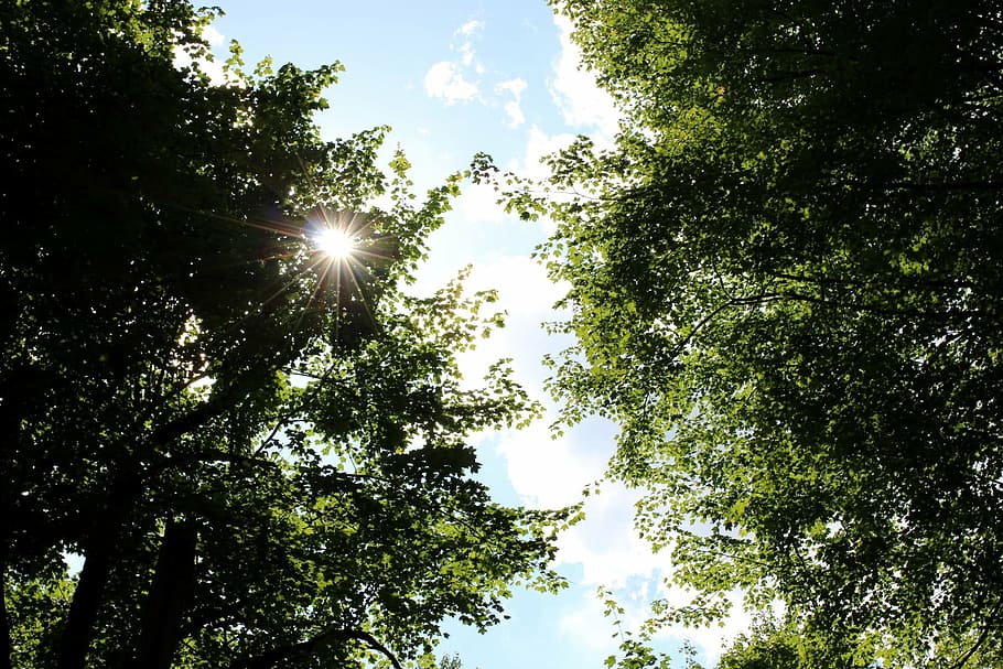 sun, trees, leaves, light, forest, woods, bright, shine, summer HD wallpaper