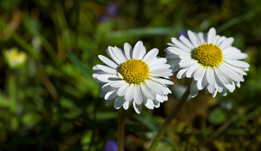 daisy, spring, yellow, blossom, bloom, meadow, flower, white HD wallpaper