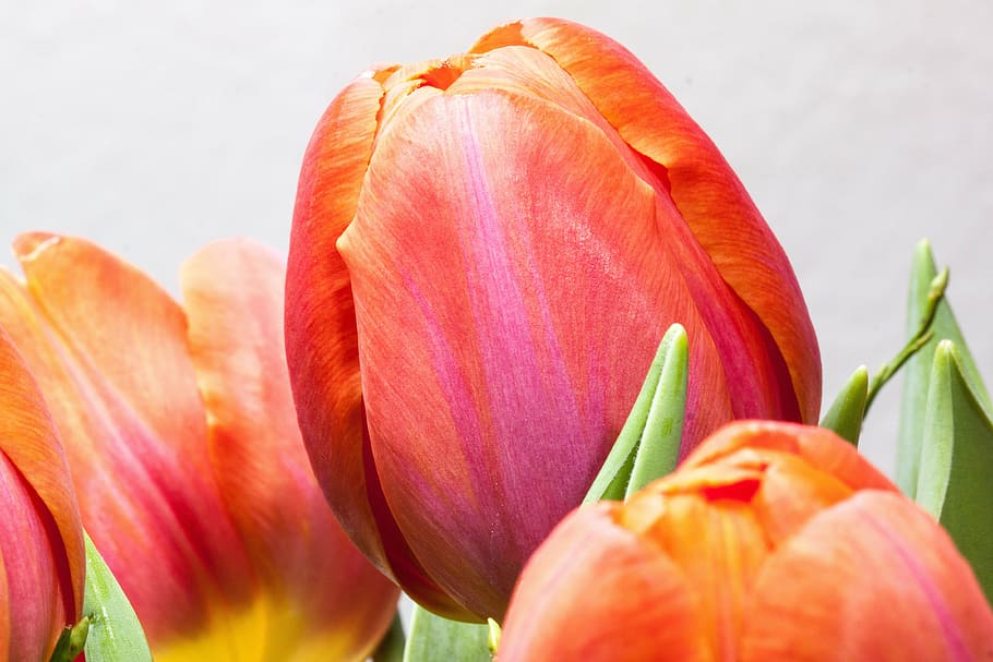 tulip, lily, spring, nature, flowers, tulips, schnittblume HD wallpaper