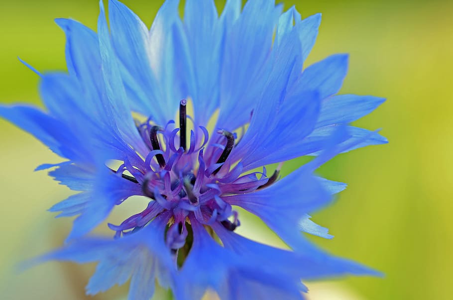 blue petaled flower blooming at daytime, cornflower, violet HD wallpaper