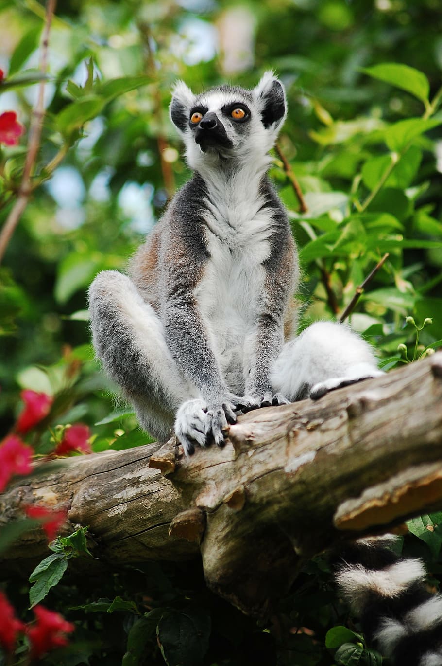 lemur, sitting, zoo, clear, zoological garden, animal, lemurs HD wallpaper