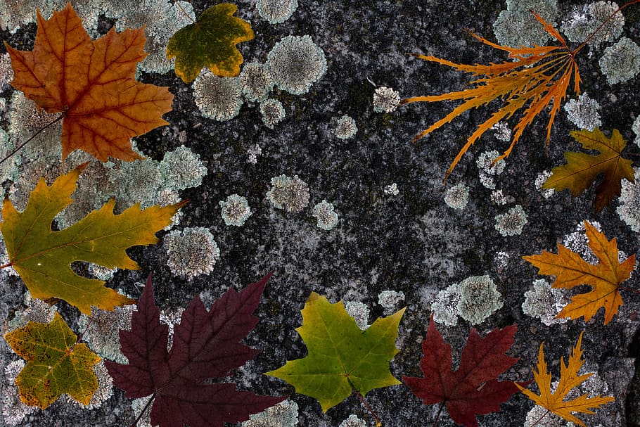 leafes, tree leaves, colorful, composition background, weave HD wallpaper