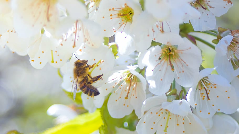 bee, flower, blossom, bloom, macro, close, plant, pollen, spring HD wallpaper