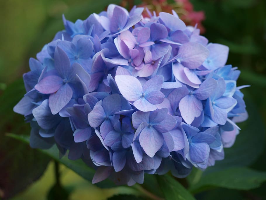 hydrangea, blue, inflorescence, greenhouse hydrangea, flowers, HD wallpaper
