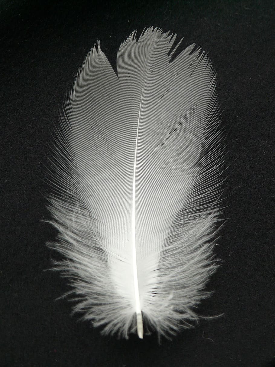 feather, white, filigree, down, plumage, spring dress, bird HD wallpaper
