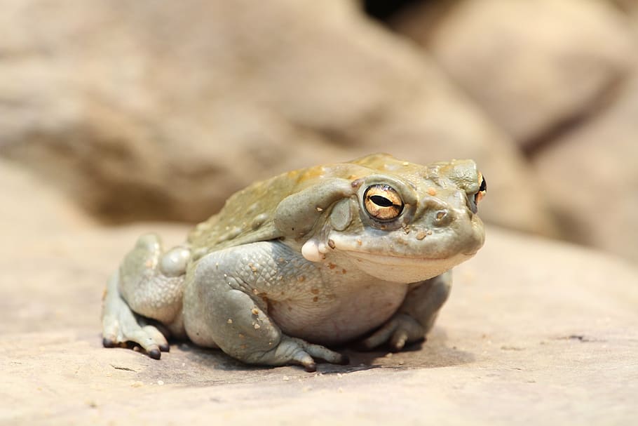 toad, frog, animal, amphibians, fat, nature, wildlife, close-up HD wallpaper