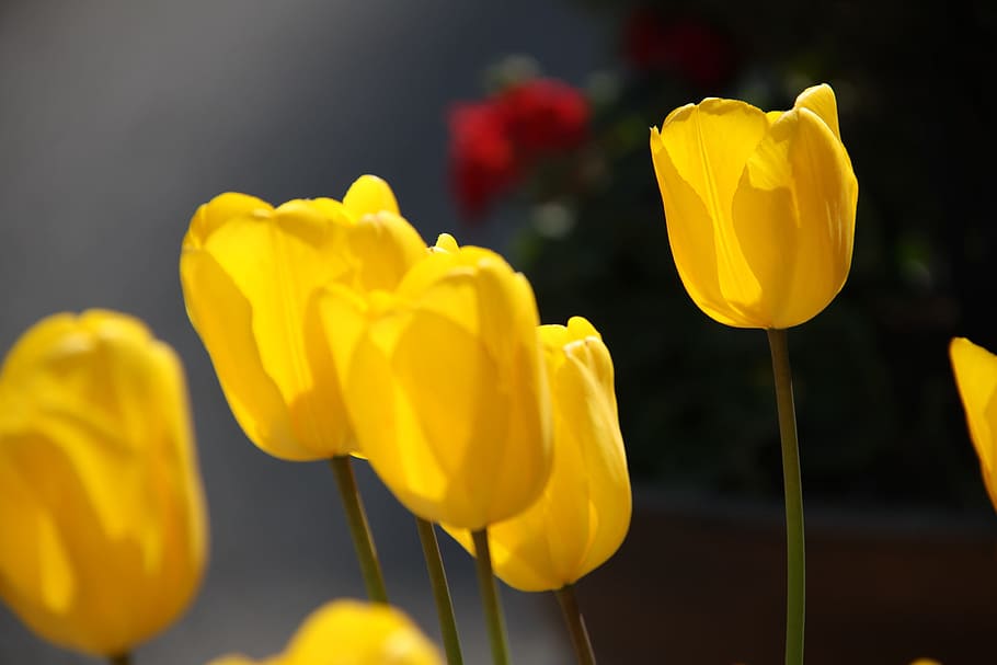 tulip, flowers, spring, yellow, plant, fragility, beauty in nature HD wallpaper