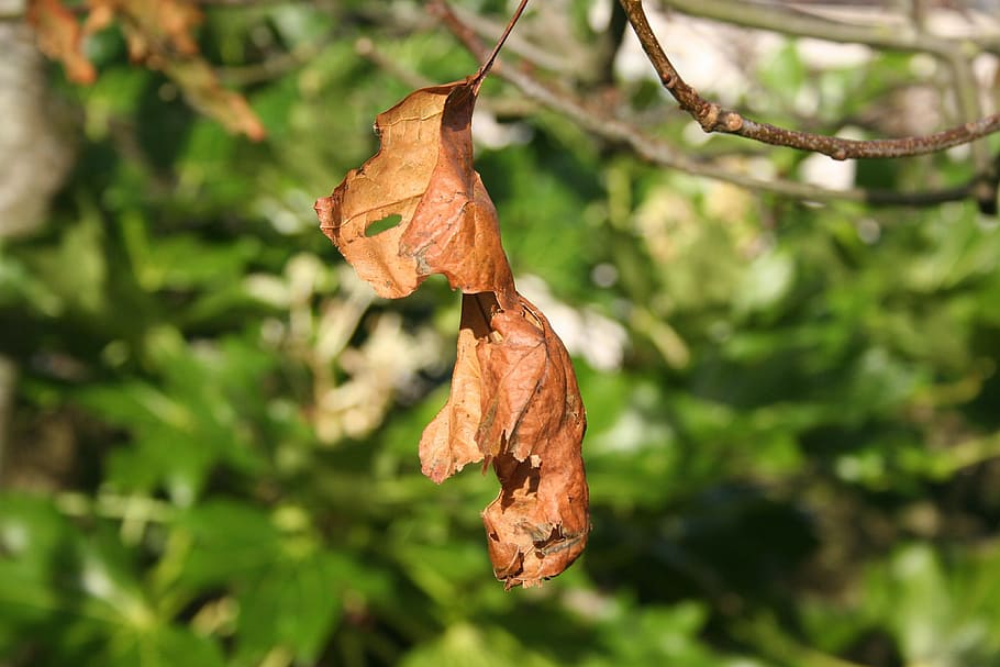 dead leaf, old, brown, autumn, outdoor, garden, bright, nature HD wallpaper