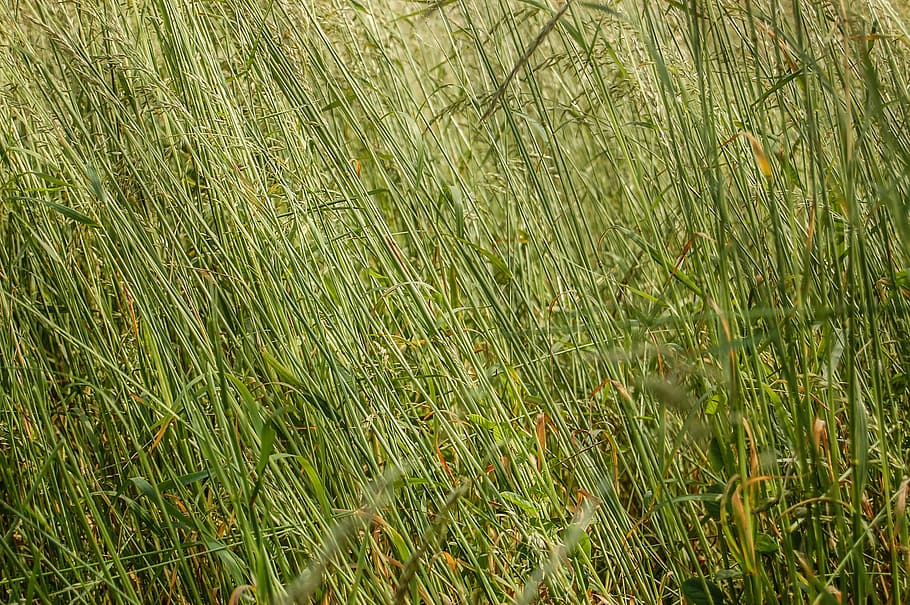 grass, texture, the background, green, plant, growth, field HD wallpaper