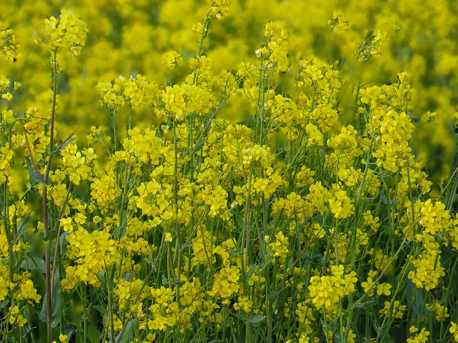 rape flowers, spring, plants, nature, yellow, flowering plant HD wallpaper