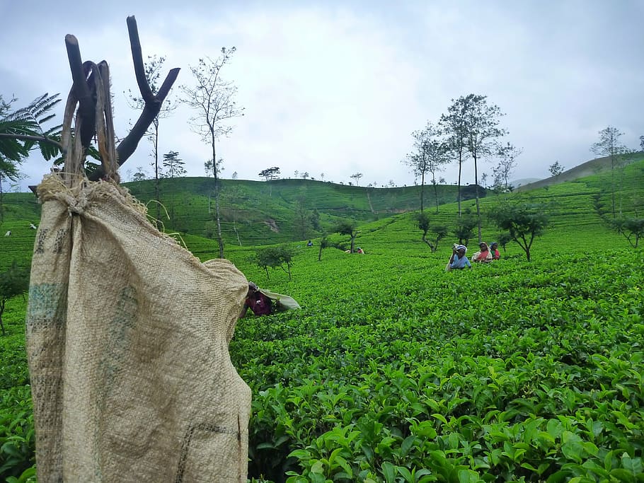 group of people farming during daytime, sri lanka, ceylon, tea HD wallpaper