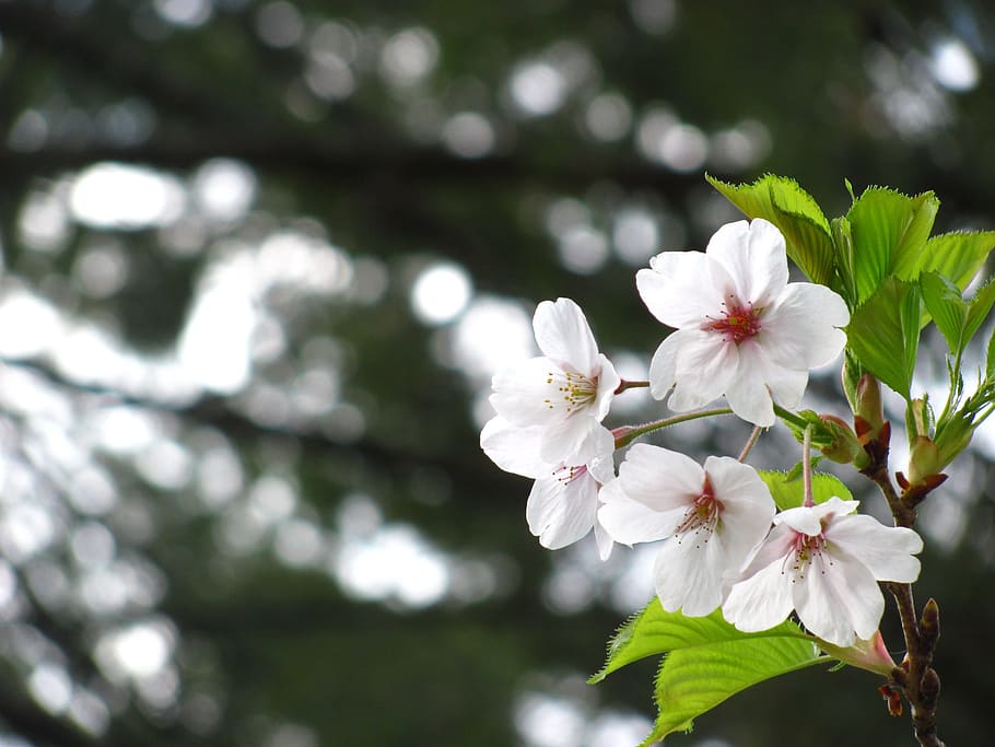 cherry blossom, cherry tree, bloom, white, sakura, flower, nature HD wallpaper