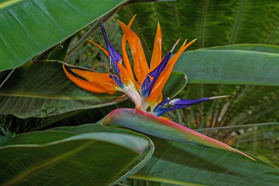 HD wallpaper: bird of paradise flower, green, blossom, bloom, flora ...