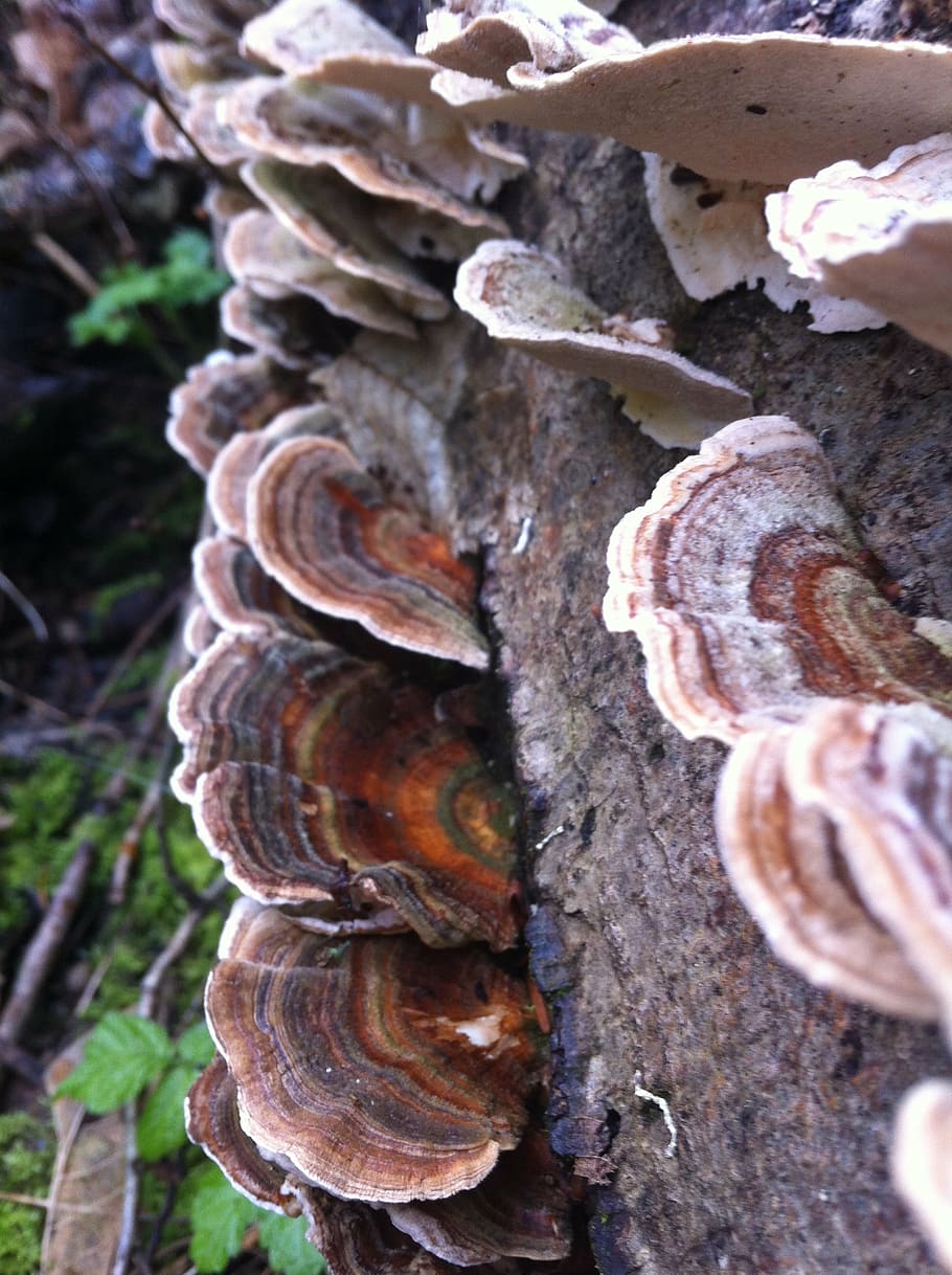 nature, mushroom, log, forest, natural, organic, brown, fungus HD wallpaper
