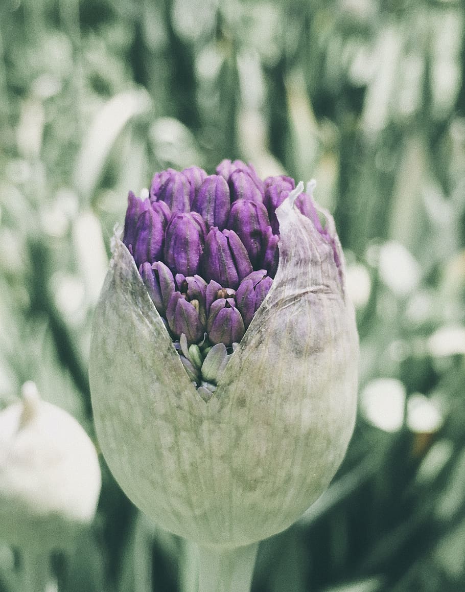Macro Photography of a Flower Bud, blur, bright, close-up, delicate HD wallpaper