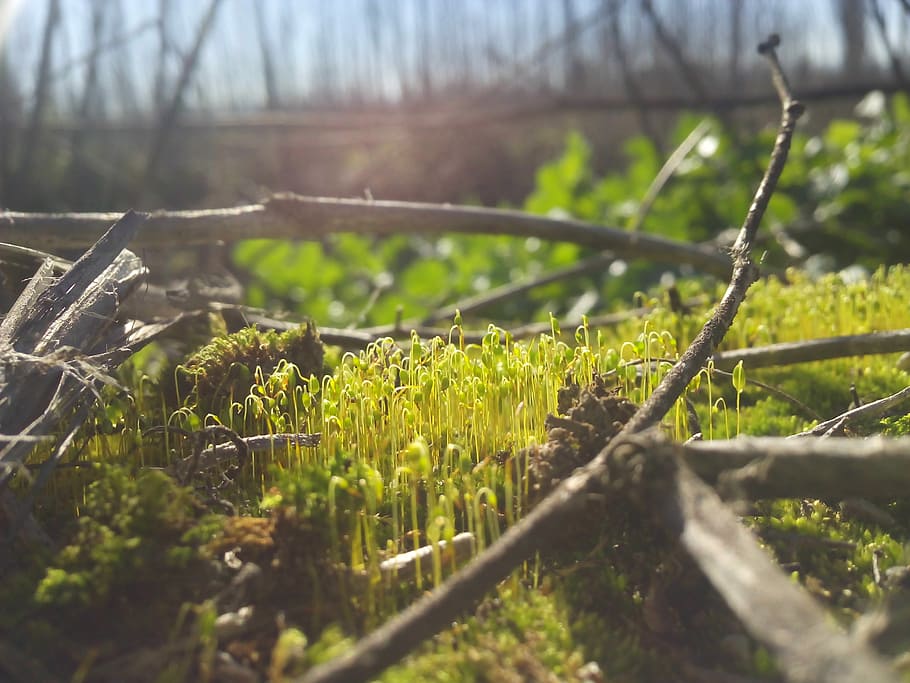 shallow focus photography of green grass, forest, branches HD wallpaper