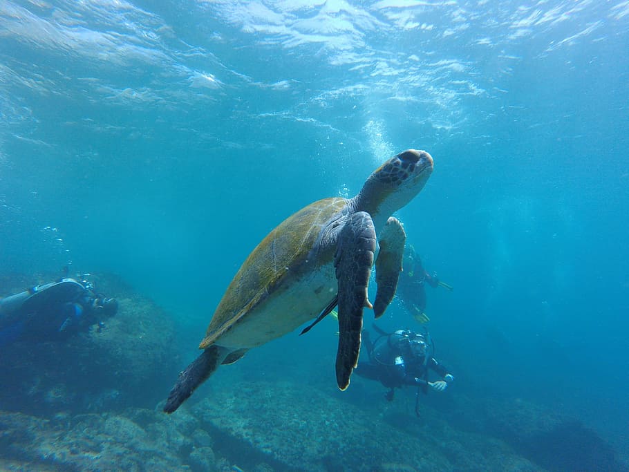 brown and grey ocean turtle, sea ​​turtle, diving, mar HD wallpaper