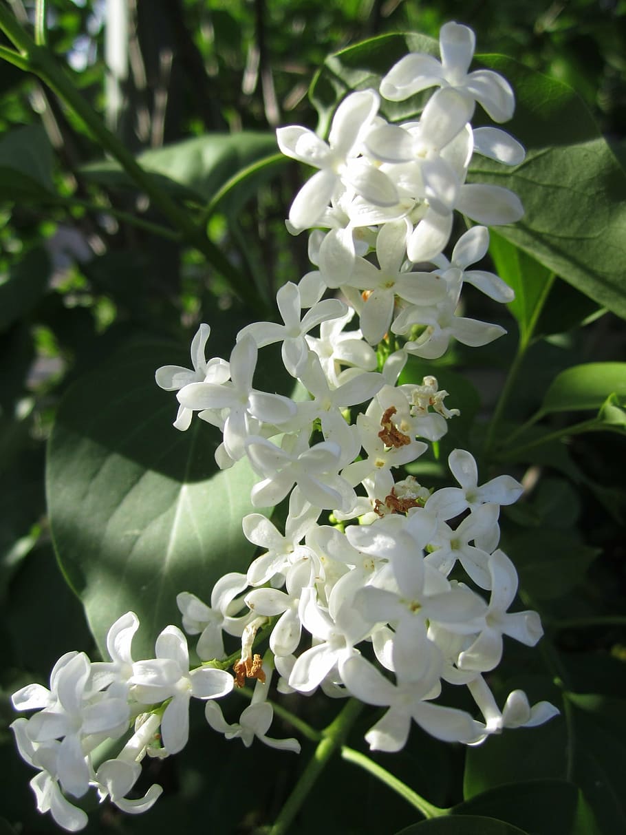 plant, jasmin, flowers, white, growth, flowering plant, vulnerability