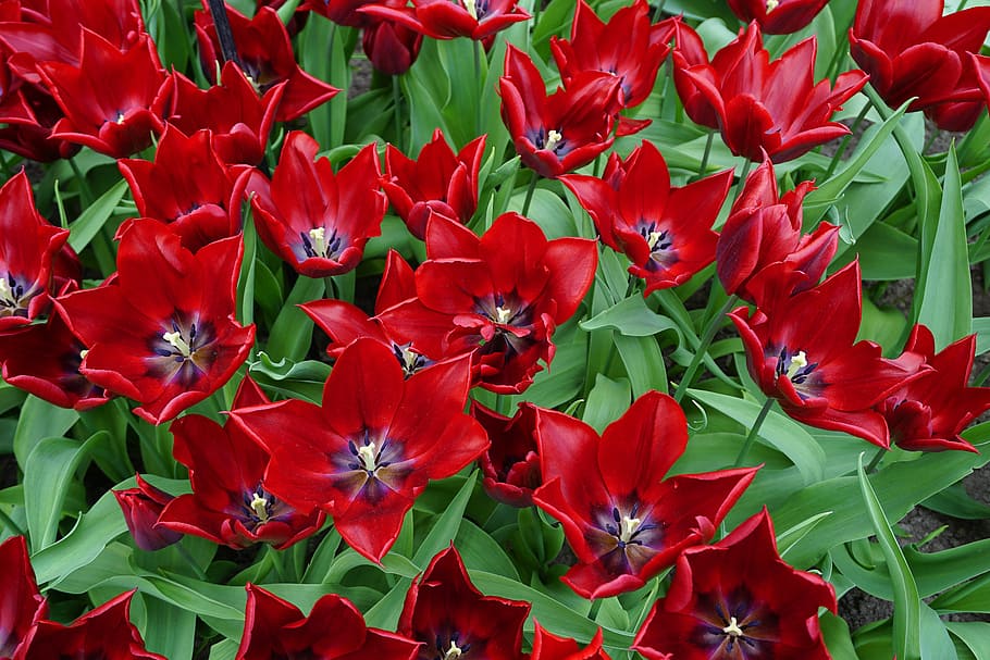tulips, flowers, red, spring flowers, nature, plant, cut flowers HD wallpaper