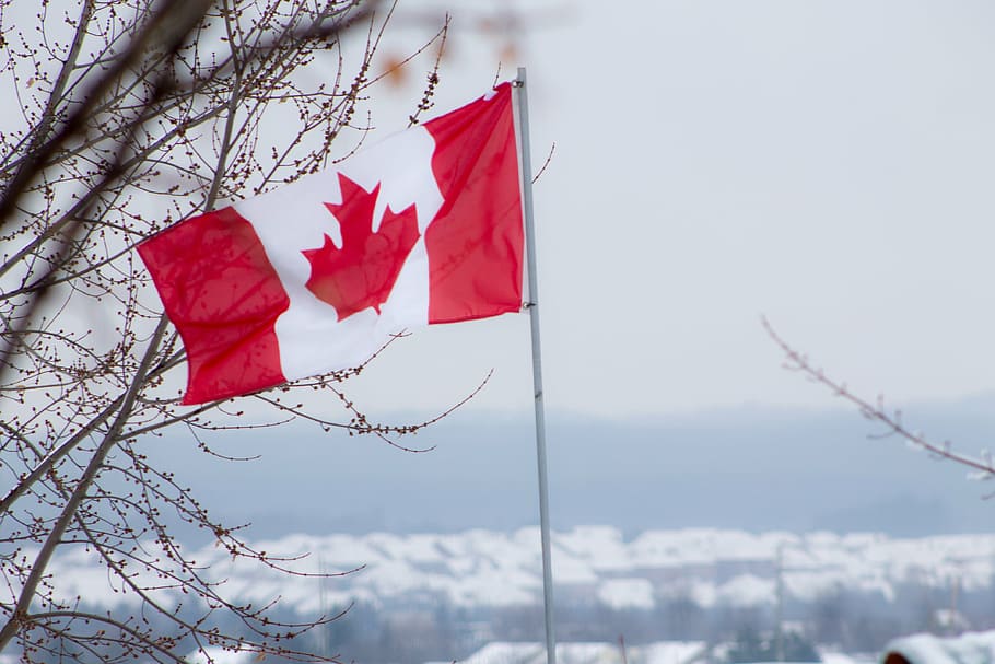 flag of Canada, red, white, canadian, winter, tree, patriotism