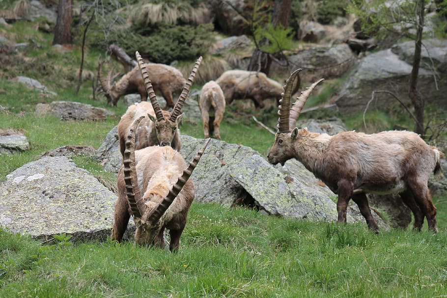 ibex, animals, wild, mammal, animal themes, group of animals HD wallpaper