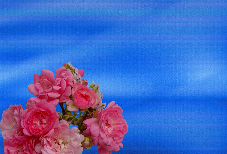 Rose, Pink, Pink, Rose, rose bloom, flower fullness, flowers HD wallpaper