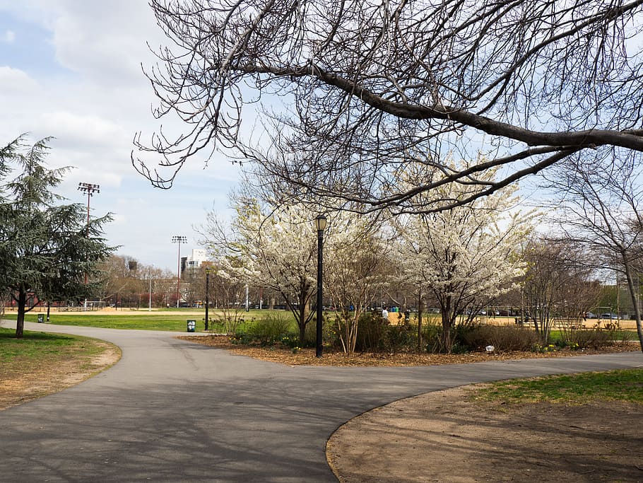 City Park in Spring, blossm, blue sky, branches, field, grass HD wallpaper