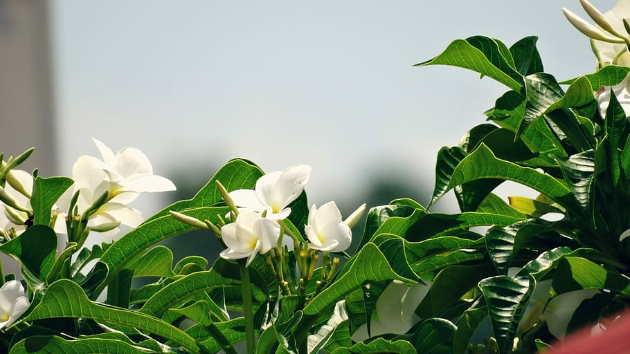 Flowers, Plants, Leaves, Vegetation, nature, garden, leaf, green color HD wallpaper