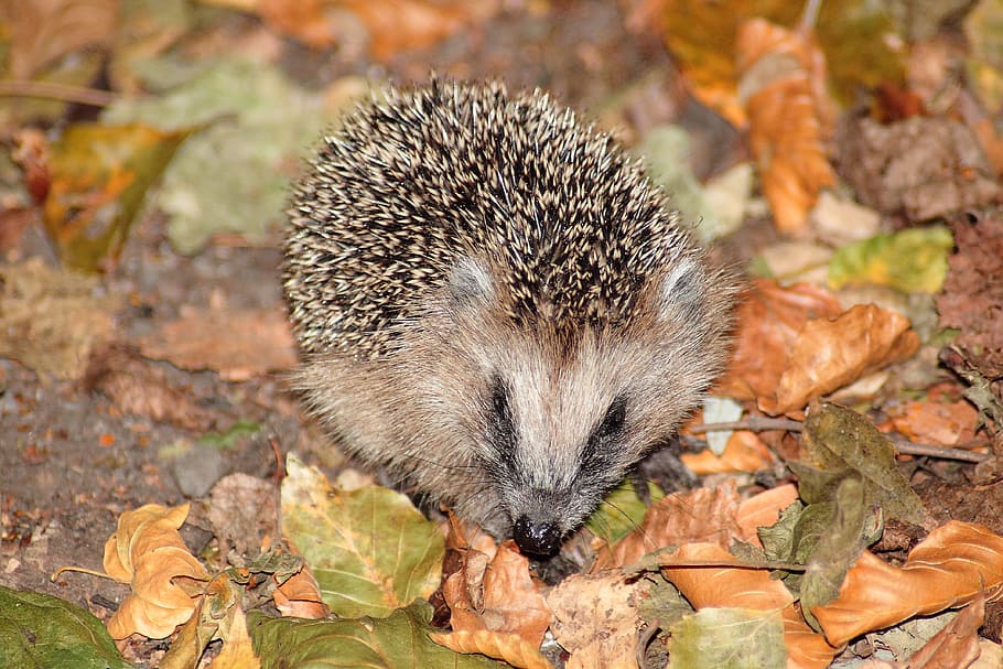 Brown Hedgehog on Brown and Green Leaves, animal, close-up, cute HD wallpaper