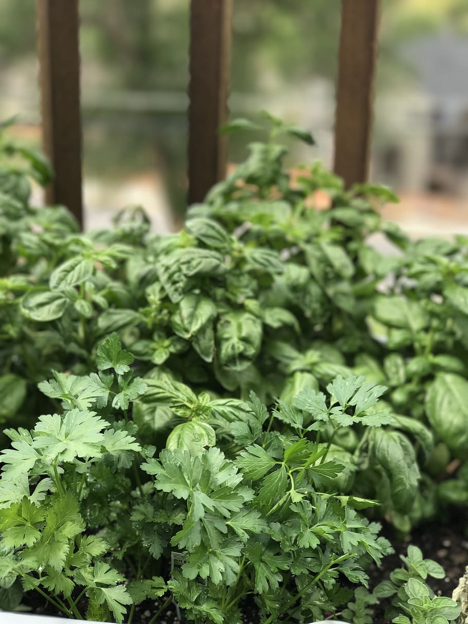 herbs, plants, garden, basil, parsley, green color, food, food and drink HD wallpaper