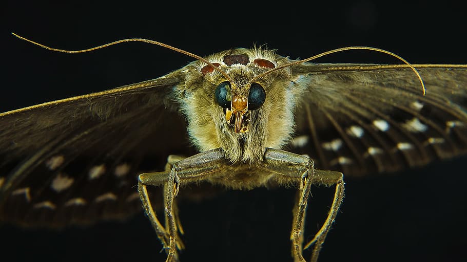 butterfly, close-up, insect, moth, royalty  images, nature HD wallpaper