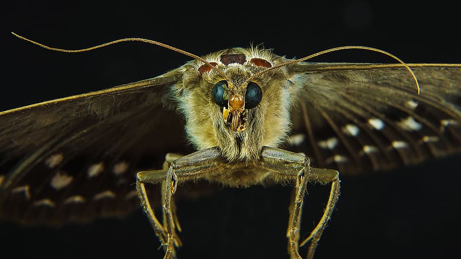 brown and black moth closeup photography, butterfly, insect HD wallpaper