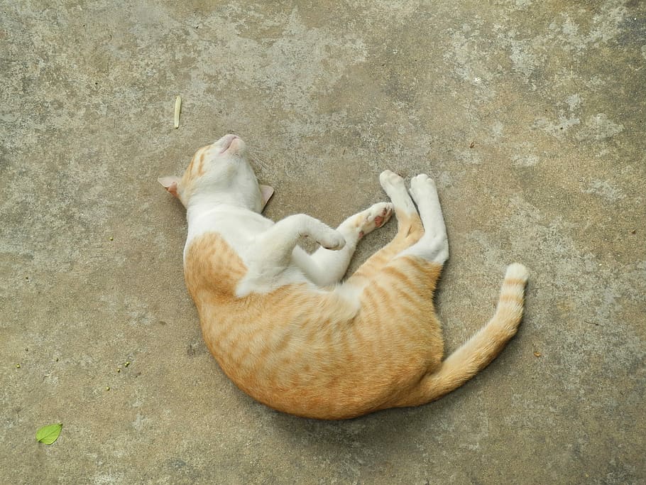 orange tabby cat, ingredient, meal, shellfish, eat, nutrition HD wallpaper