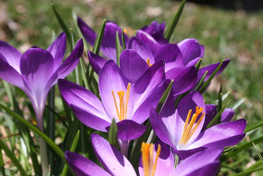 crocus, spring, purple, flower, bloom, nature, grass, seasonal HD wallpaper