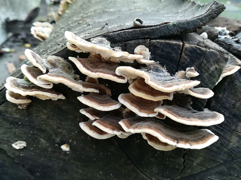 mushroom, autumn, brown, brown mushroom, forest floor, wood HD wallpaper. m...