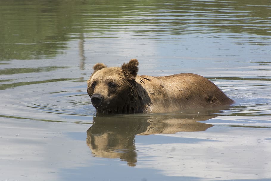 beast, bear, hairy, nature, predator, brown bear, mammal, paw HD wallpaper