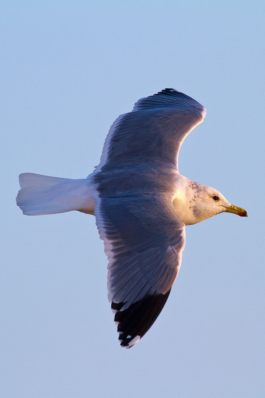 seagull, flight, seabird, soaring, spread, flying, wildlife HD wallpaper