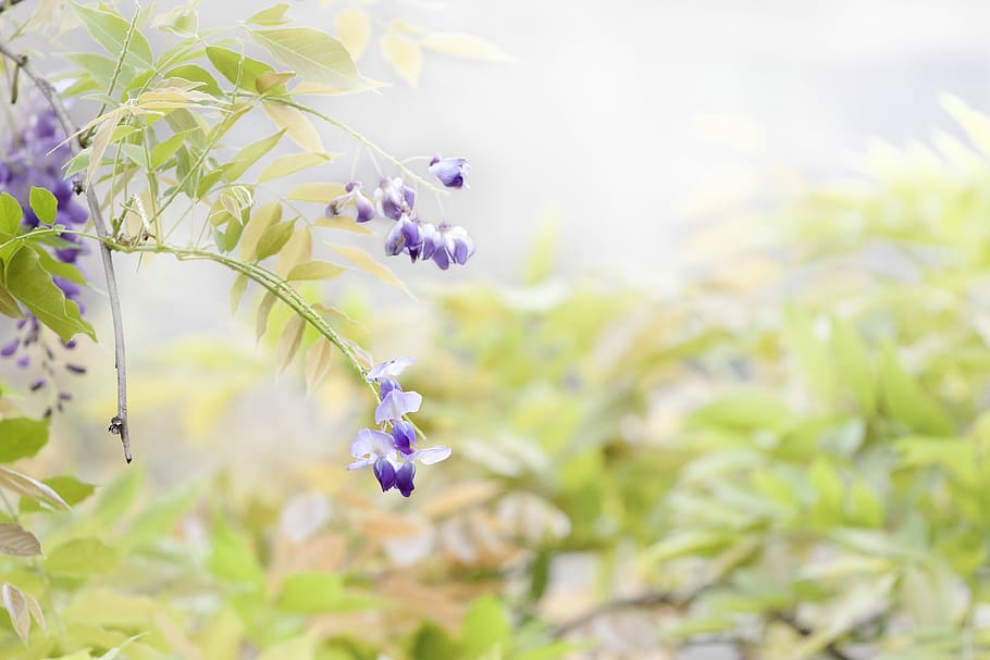 Flower, Wisteria, Spring, nature, growth, purple, beauty in nature HD wallpaper