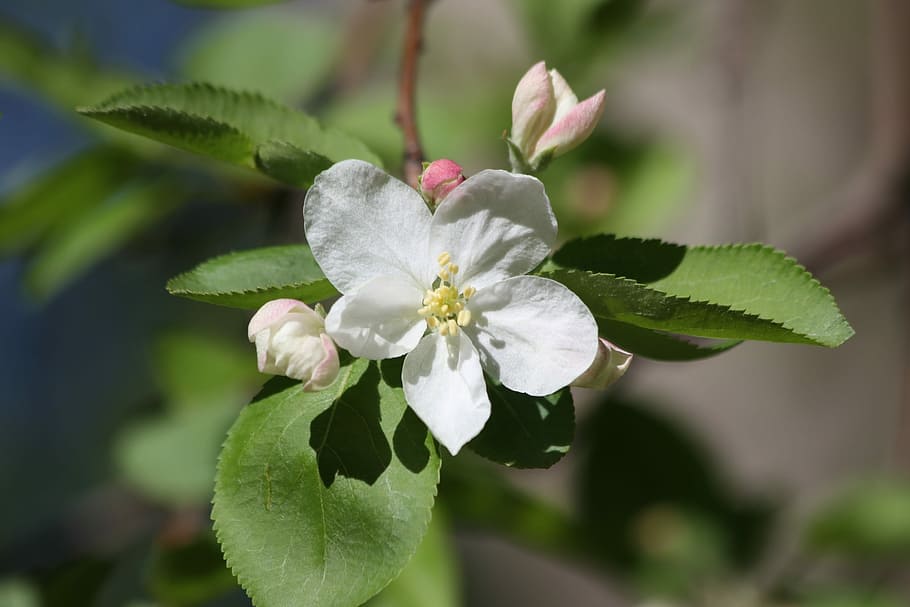 apple tree, blooming, flowers, garden, bud, plant, flowering plant HD wallpaper