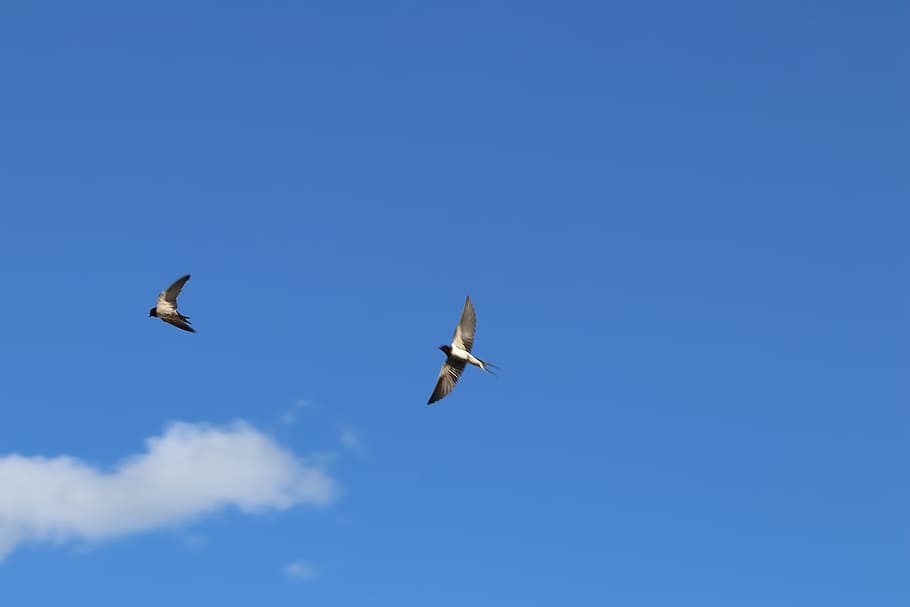 sparrows, birds, sky, nature, dom, feather, fly, blue, clouds HD wallpaper