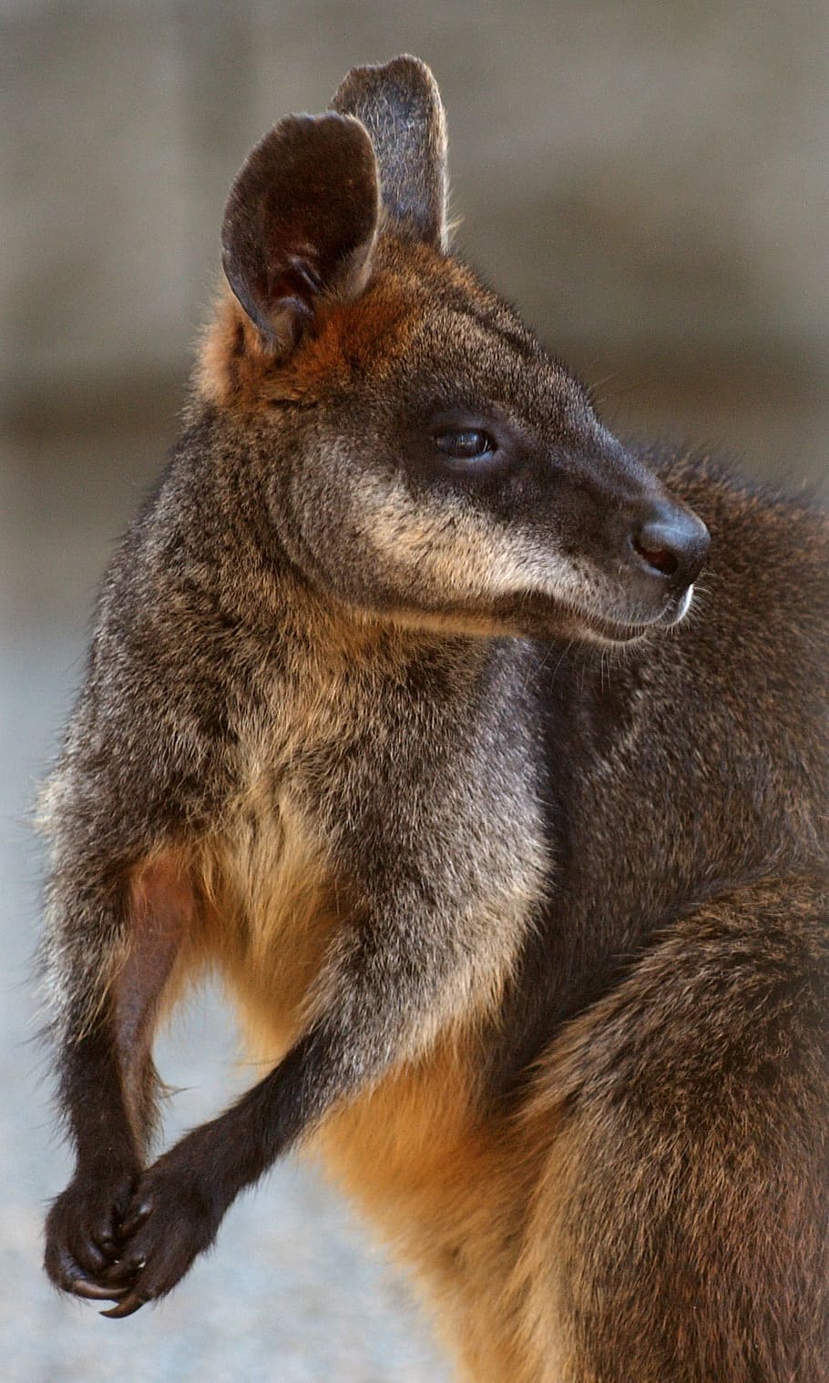 selective focus photography of brown and beige kangaroo, swamp wallaby HD wallpaper