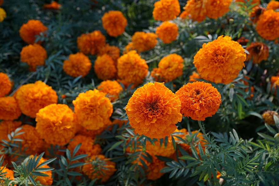 flower, yellow, orange, marigold, blossom, bloom, nature, plant