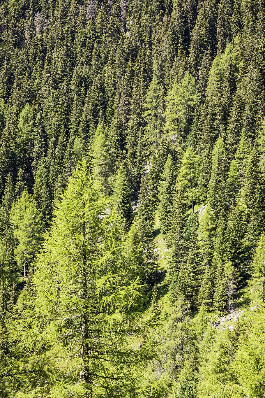 forest, tree, conifer, nature, landscape, branch branches, leaf HD wallpaper