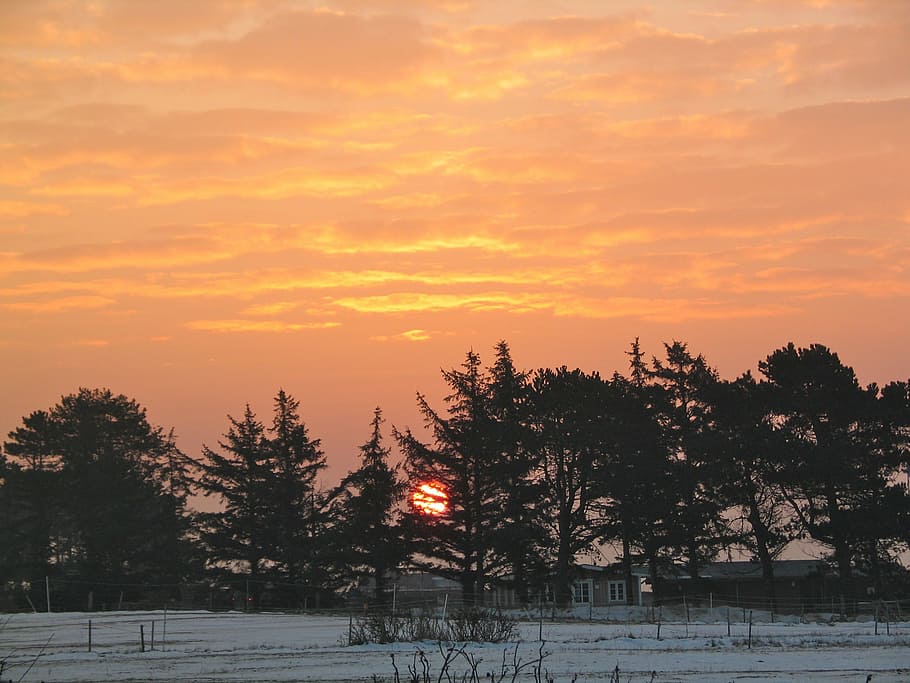 sun, sky, nature, clouds, tree, sunset, plant, winter, beauty in nature HD wallpaper