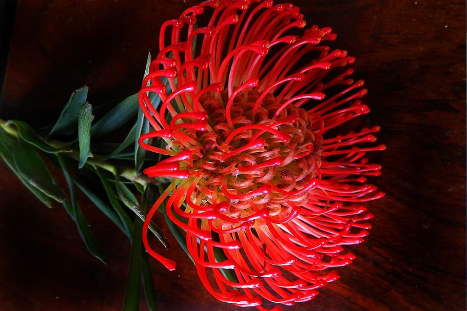 protea, flower, bloom, color, red, close-up, no people, freshness HD wallpaper
