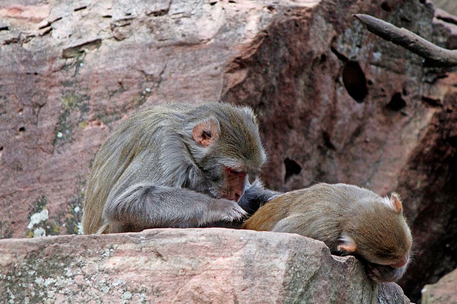 monkey, delouse, baboon, primate, primates, tiergarten, zoo HD wallpaper