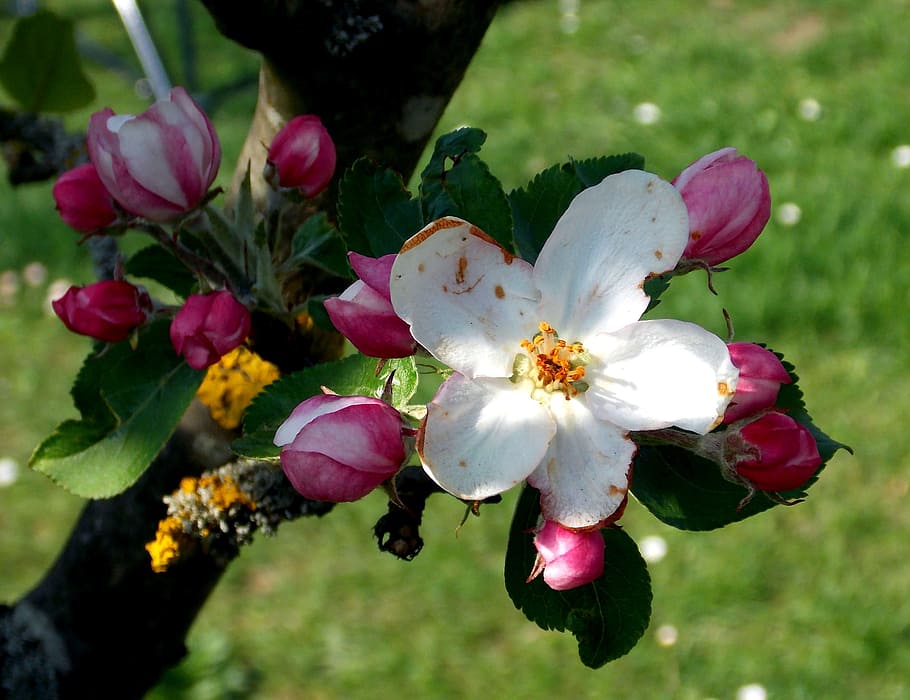apple blossom, spring flower, apple tree, bud, bloom, white HD wallpaper
