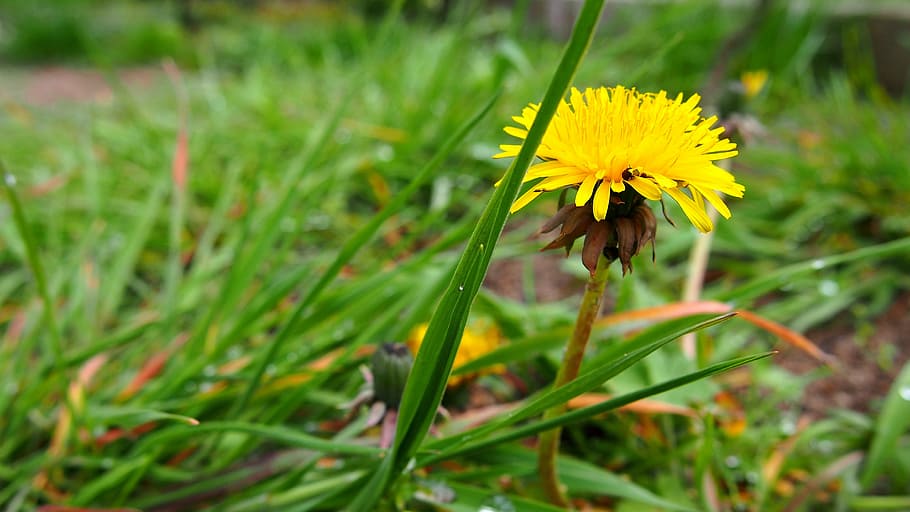 sonchus oleraceus, nuns, dandelion, spring, plant, meadow, nature HD wallpaper