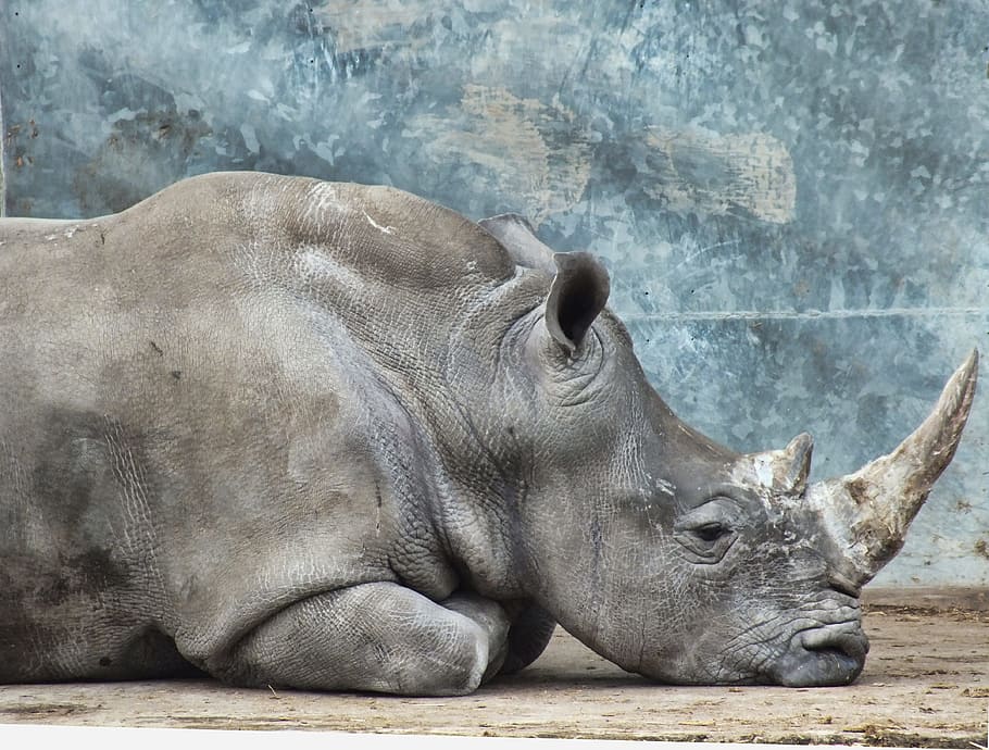 gray rhino lying on the ground, animal, wild, nature, mammal, HD wallpaper