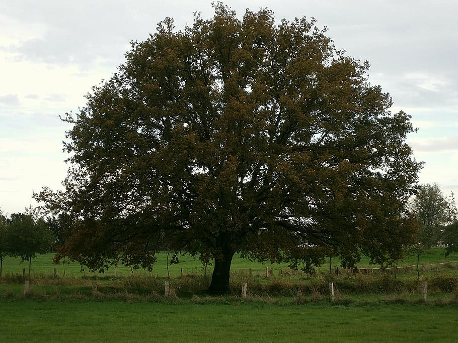 tree, large, massive, crown, coupling, fence, pasture, autumn HD wallpaper